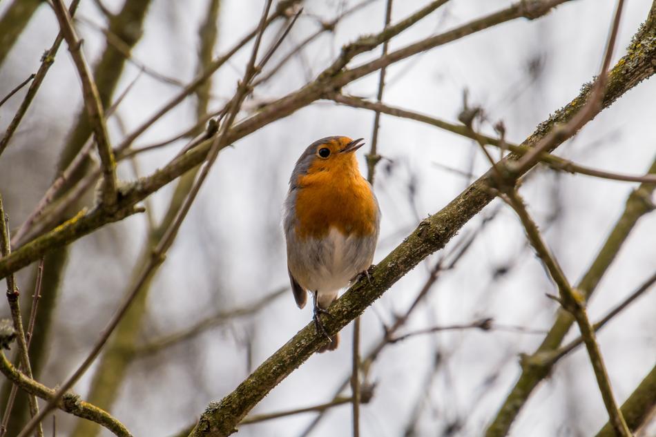 Beautiful and colorful bird robin is sitting on an autumn bush