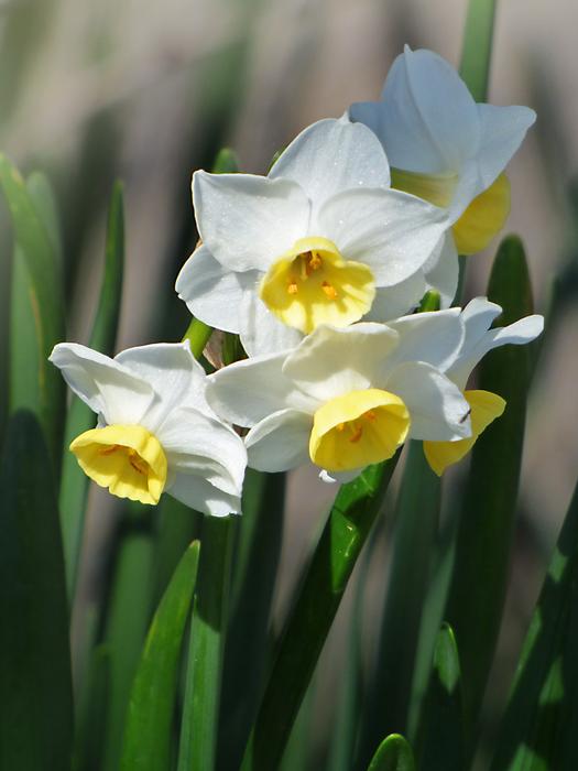 Daffodils Flowers Spring