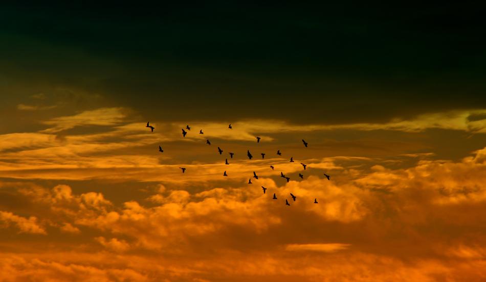 a flock of birds in the orange sky