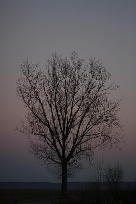 lonely tree without leaves