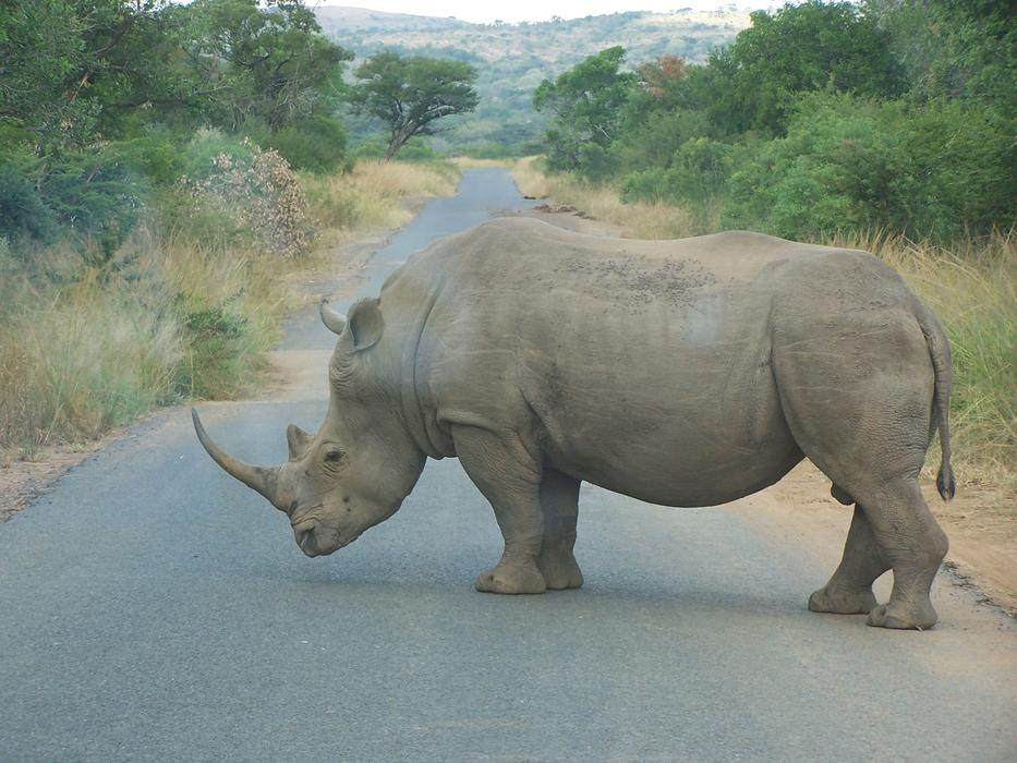 Rhino Africa South
