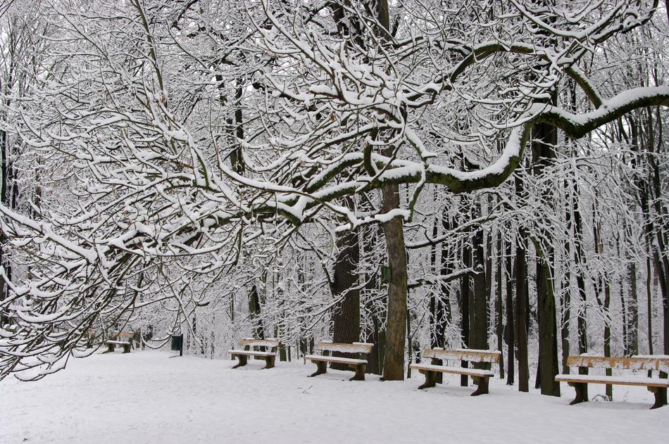Park Bench Winter