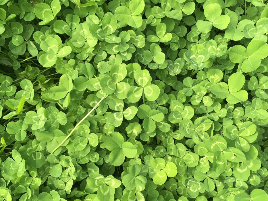 Clover Green