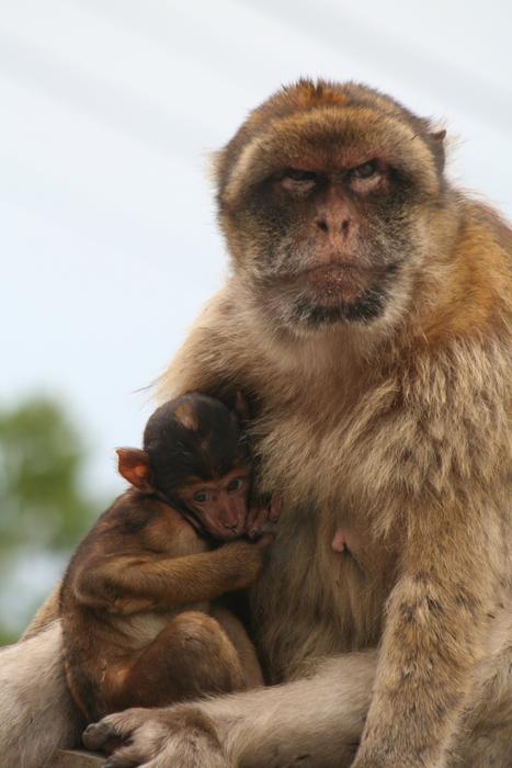 mom is a monkey with a baby