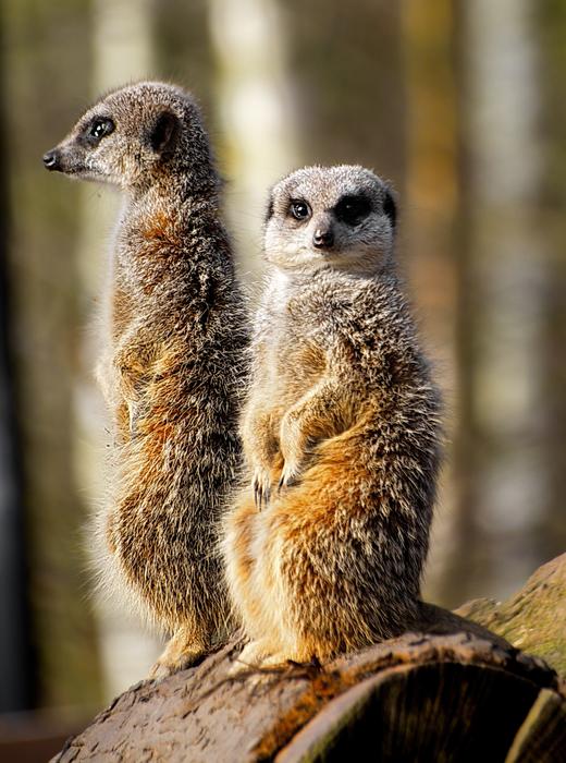 Meerkat Wild Zoo