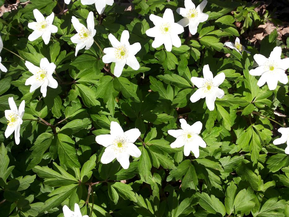 Anemones Flowers Spring Flower