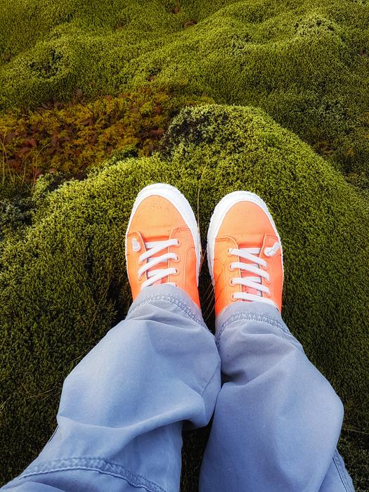 Lava Field Moss Iceland