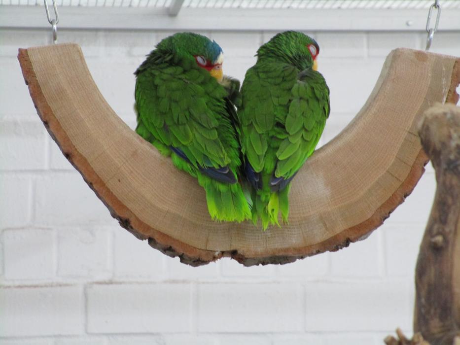 Green Parrots Birds Ornamental
