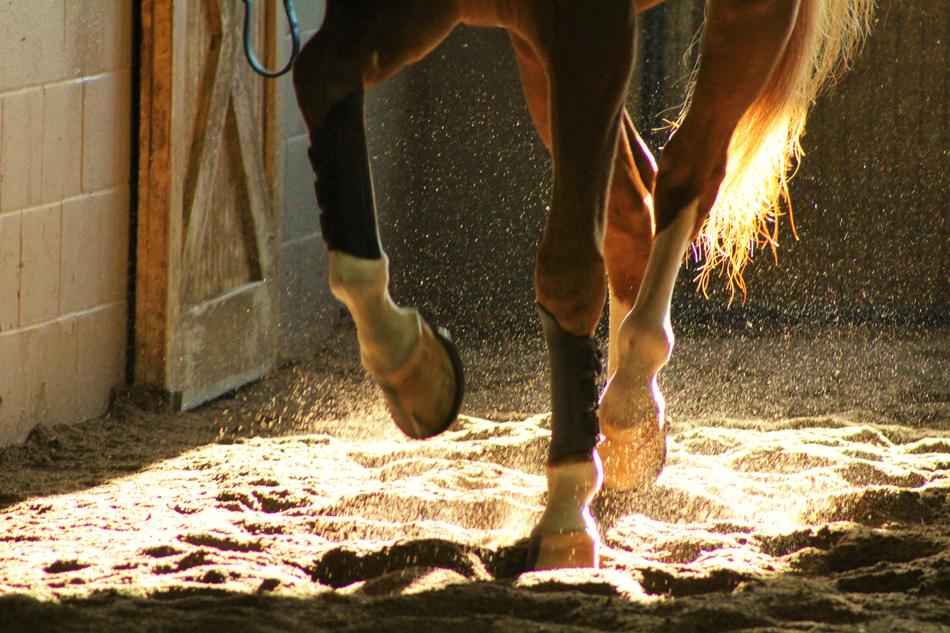 Dancing Horses Hooves