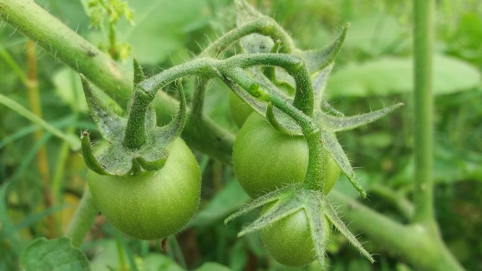 green unripe garden tomatoes
