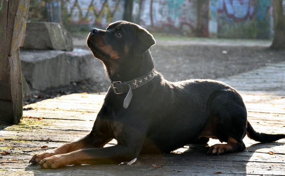 the dog looks up beautiful