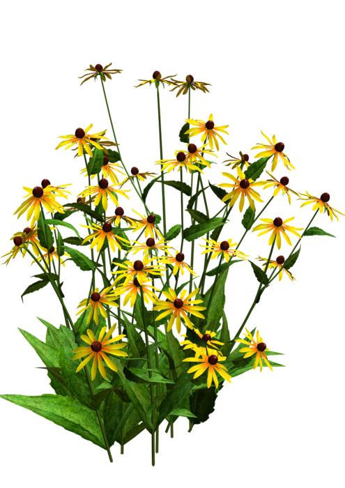 flora flower bush yellow flower