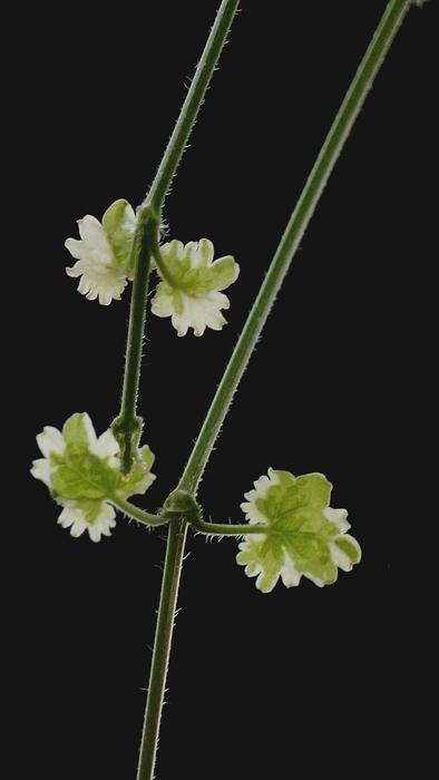 green leaves of the plant on a black background