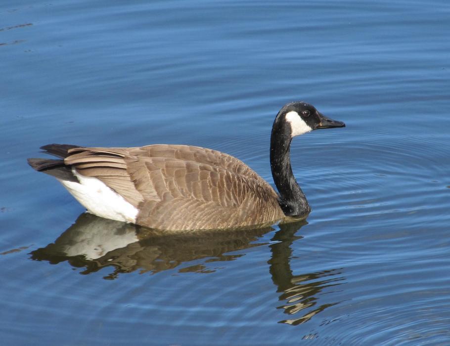 Canada Goose Swimming