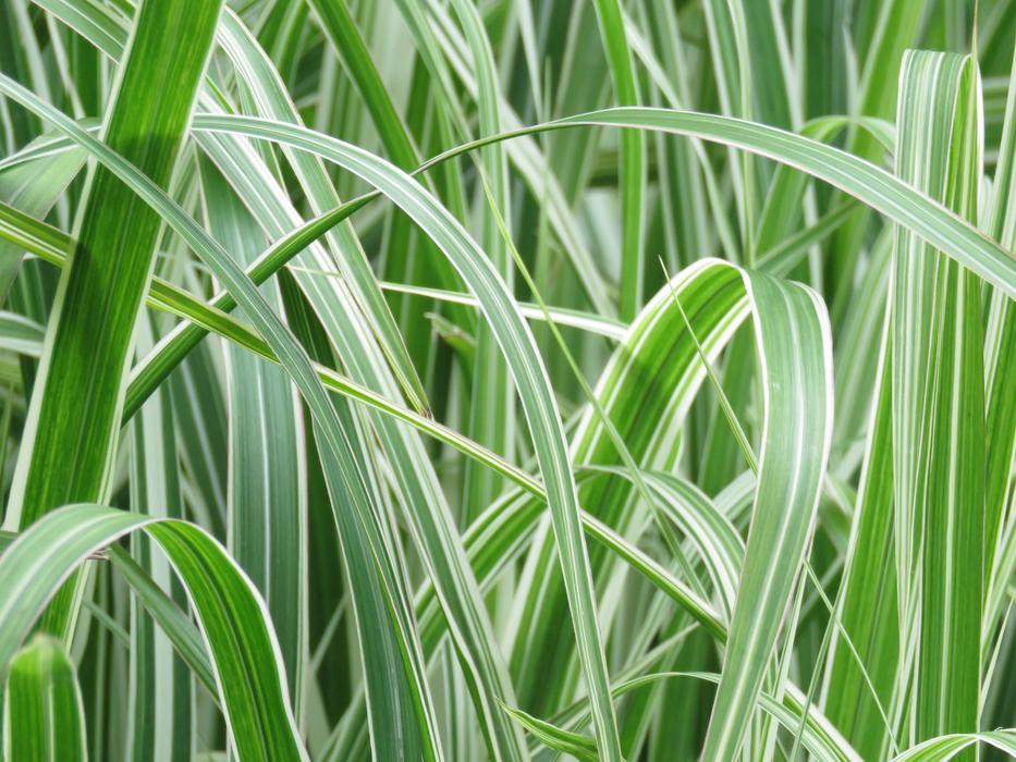 Leaf Green