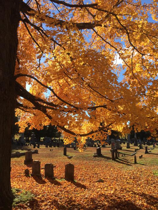 the autumn tree is beautiful and magnificent