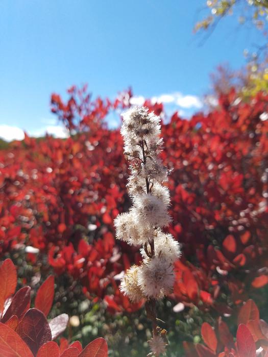 Colors Flowers Cotton