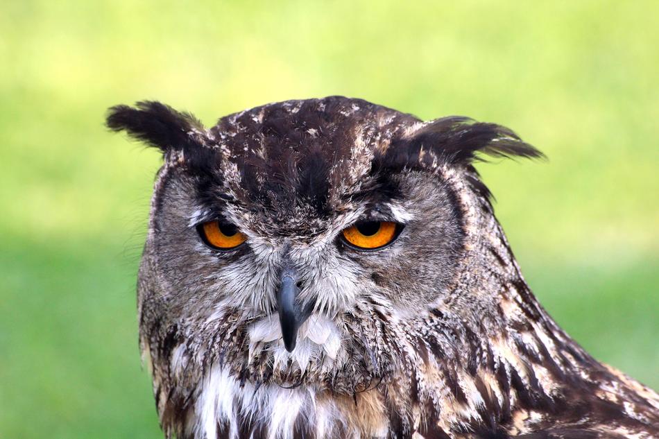 Owl Ave Bird Of Prey