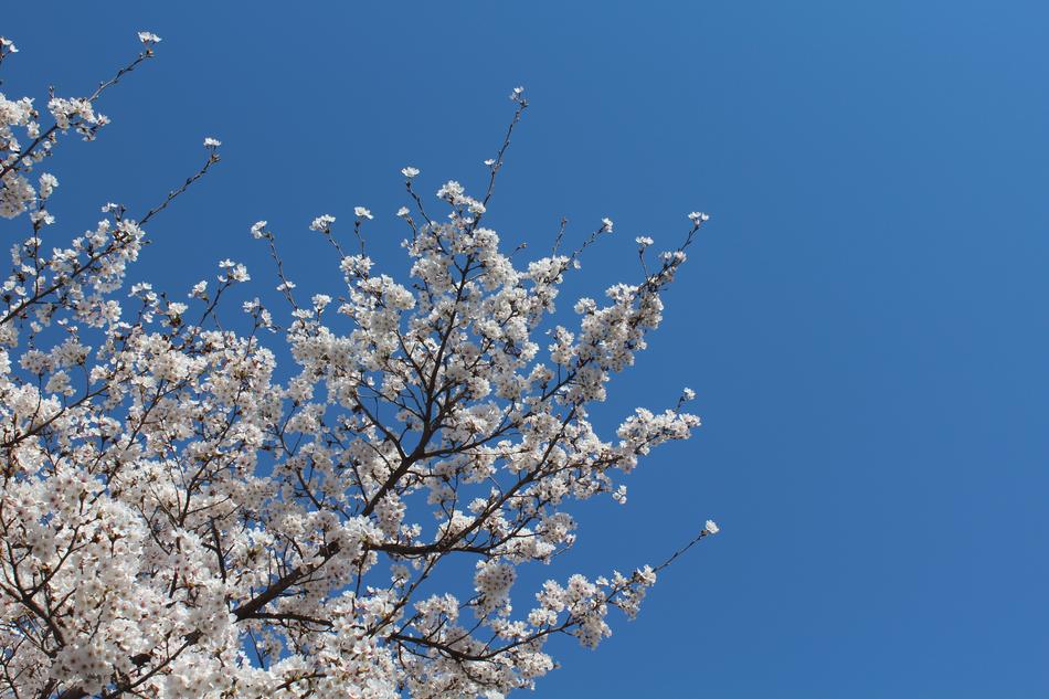 Cherry Flowers Sky Blue
