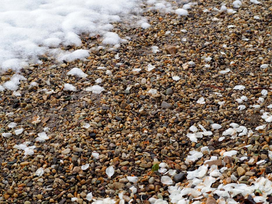 Petals Snow Gravel