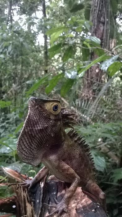funny lizard on a tree