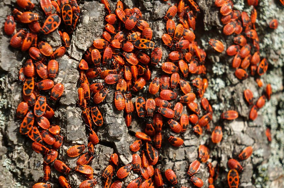 lot of bugs on a tree pole