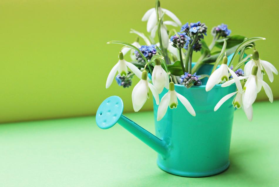 Snowdrop Forget Me Not Flowers