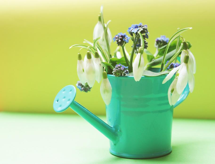 Snowdrop Forget Me Not Flowers