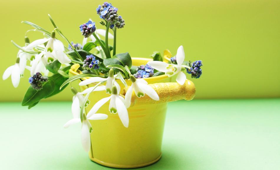 Snowdrop Forget Me Not Flowers