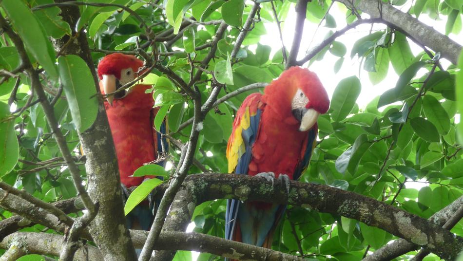 colored parrots on trees