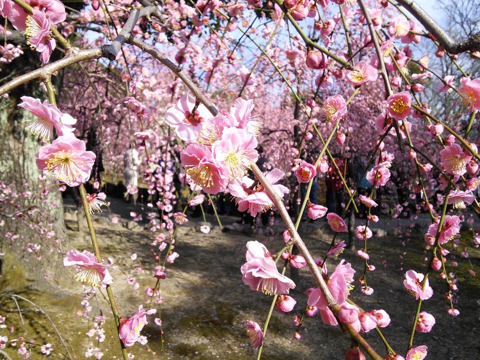 Plum Shidare Trees Shrine