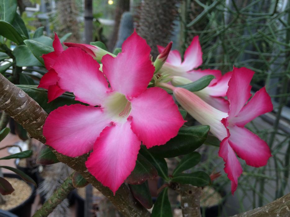 Berkeley Botanical Garden Pink