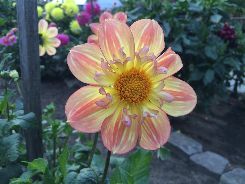 Luminescent Dahlia Golden