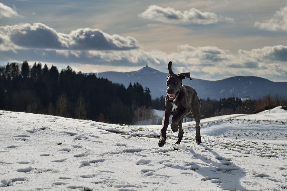 Beautiful and cute Great dane on the snow near the trees
