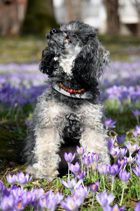 amazingly beautiful Miniature Poodle