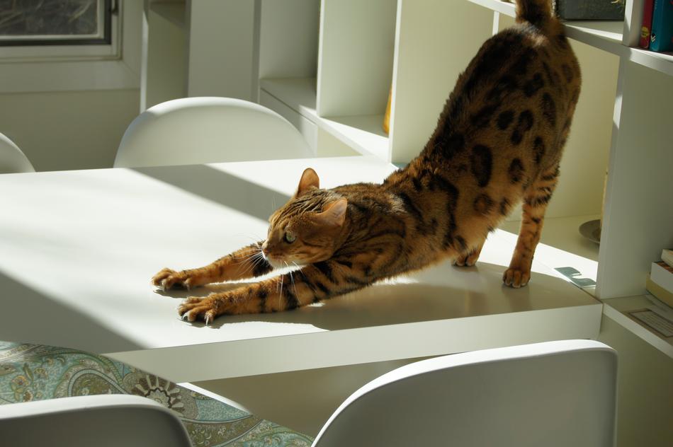flexible domestic cat