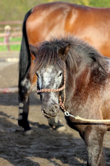 Pony Horses Horse