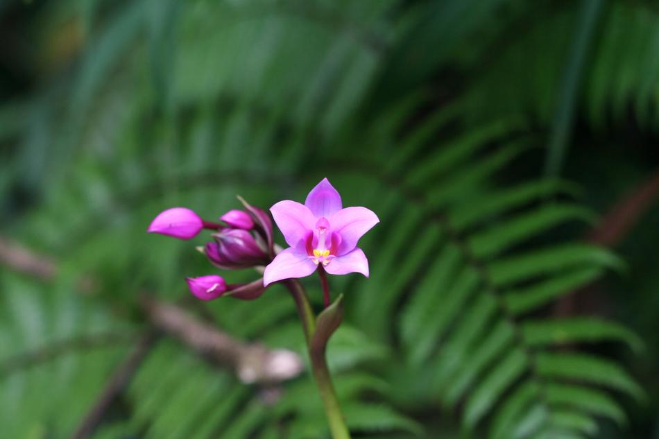 Orchid Tropical