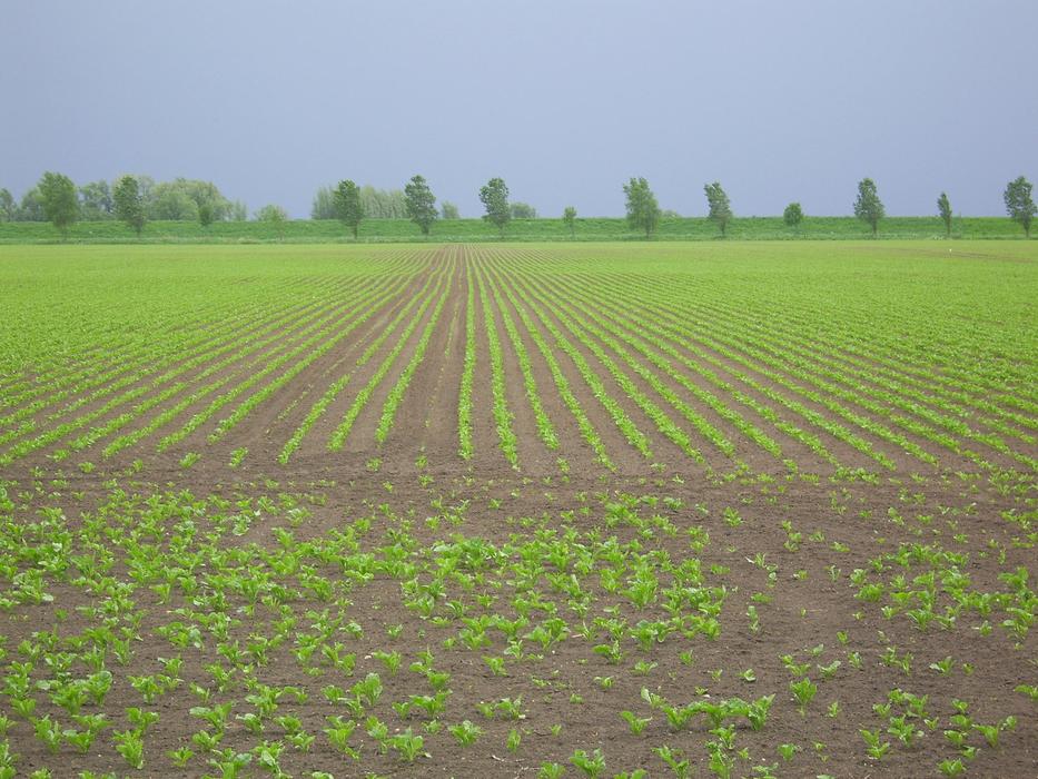 Arable Land Diagonal Worth Young