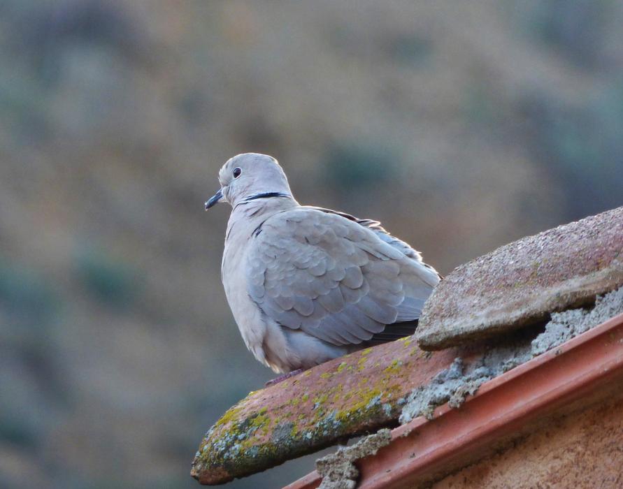 Turtledove Eurasian Collared Dove