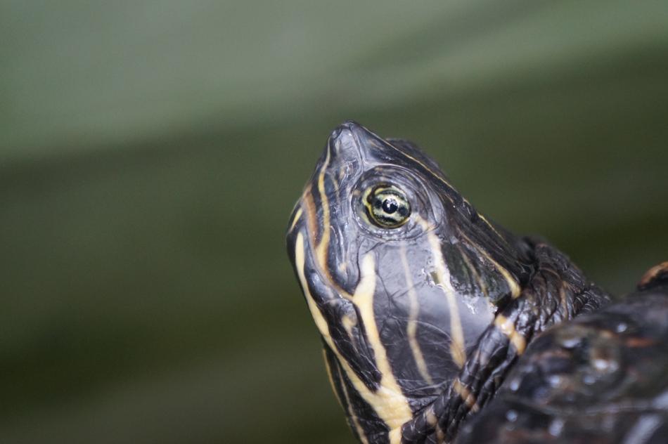 head of a large turtle close-up on a blurred background