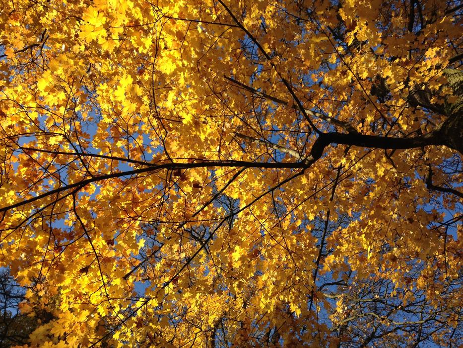 Autumn Tree According To Color And