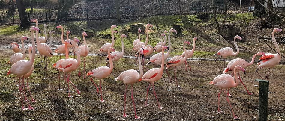 Flamingo Flock Animal