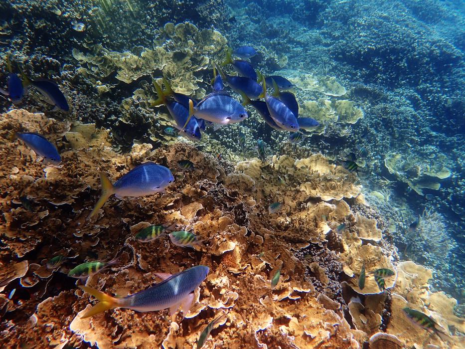 Marine Great Barrier Reef