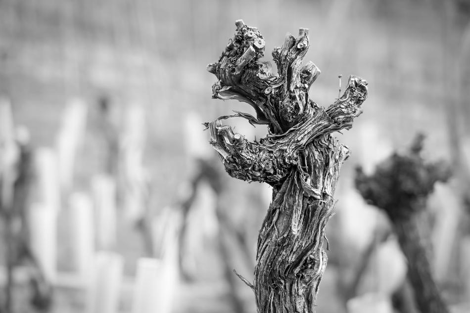 grape bush posts