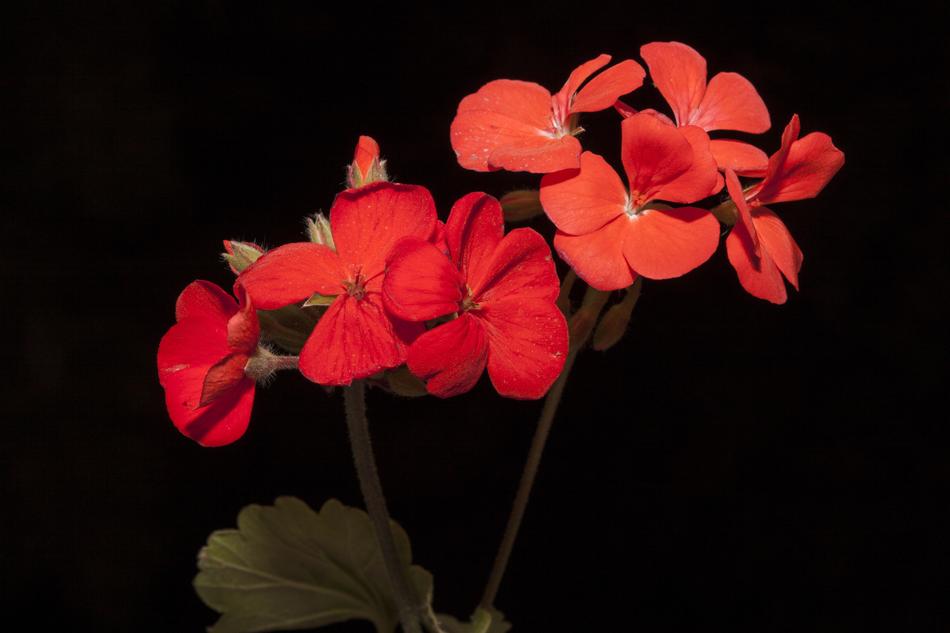 Geranium Flowers Wildflowers