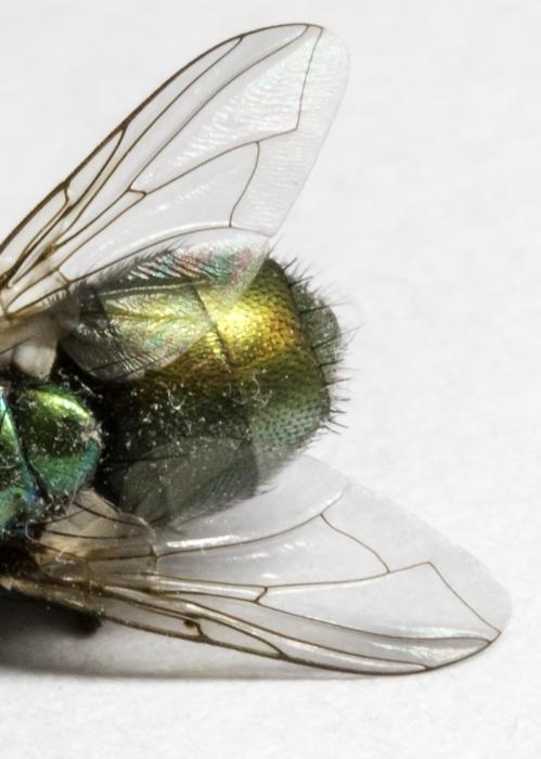 Fly Dead