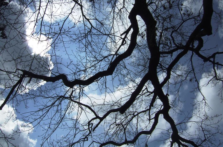 Sky Trees