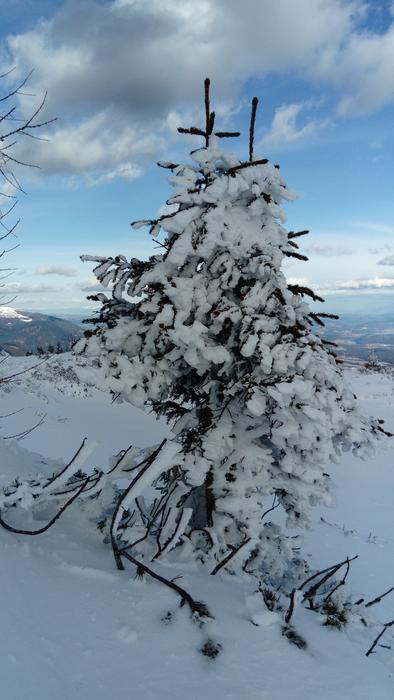 Tree Snow Winter
