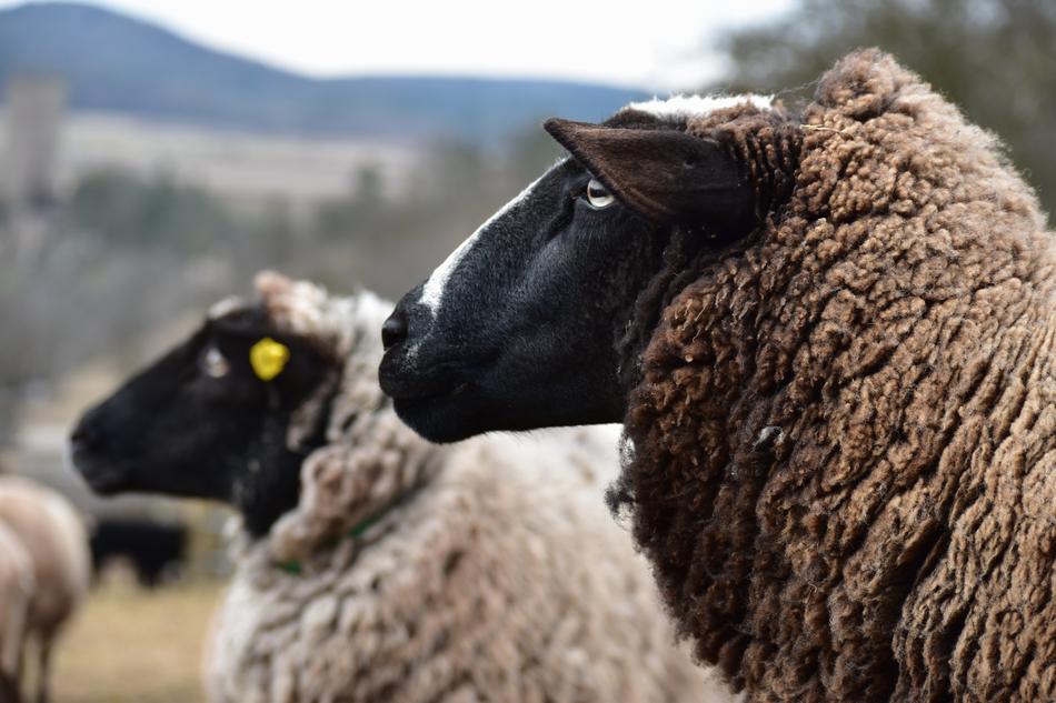 Sheep Wave